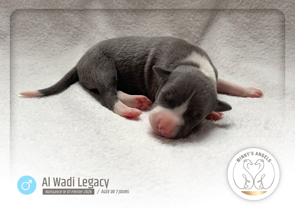 Minky's Angels Bab Al Wadi Legacy