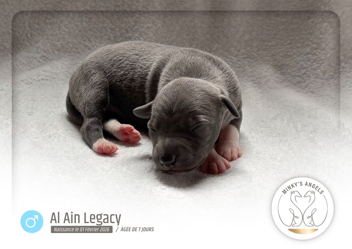 Minky's Angels Bab Al Ain Legacy