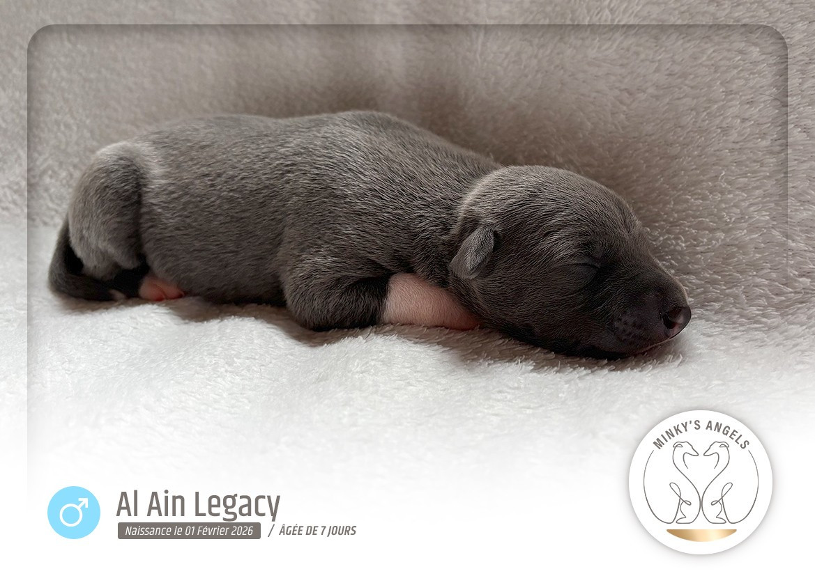 Minky's Angels Bab Al Ain Legacy