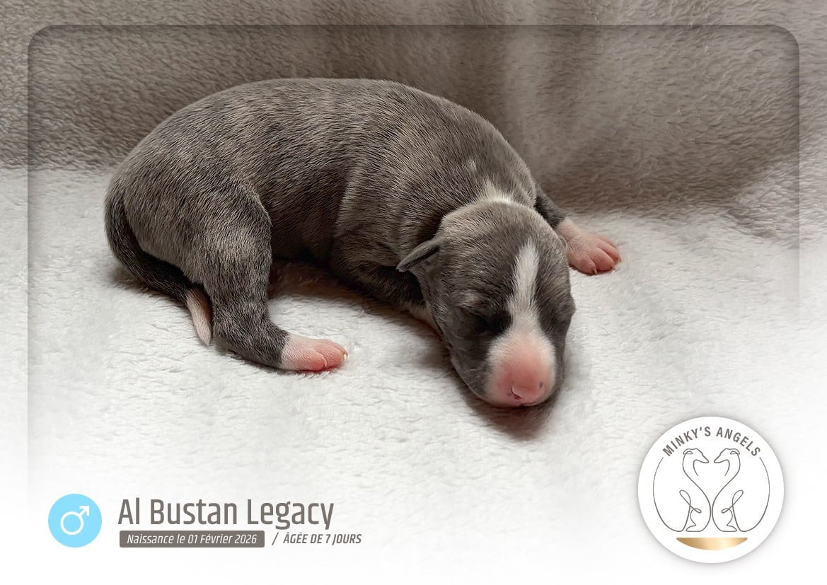 Minky's Angels Bab Bustan Legacy