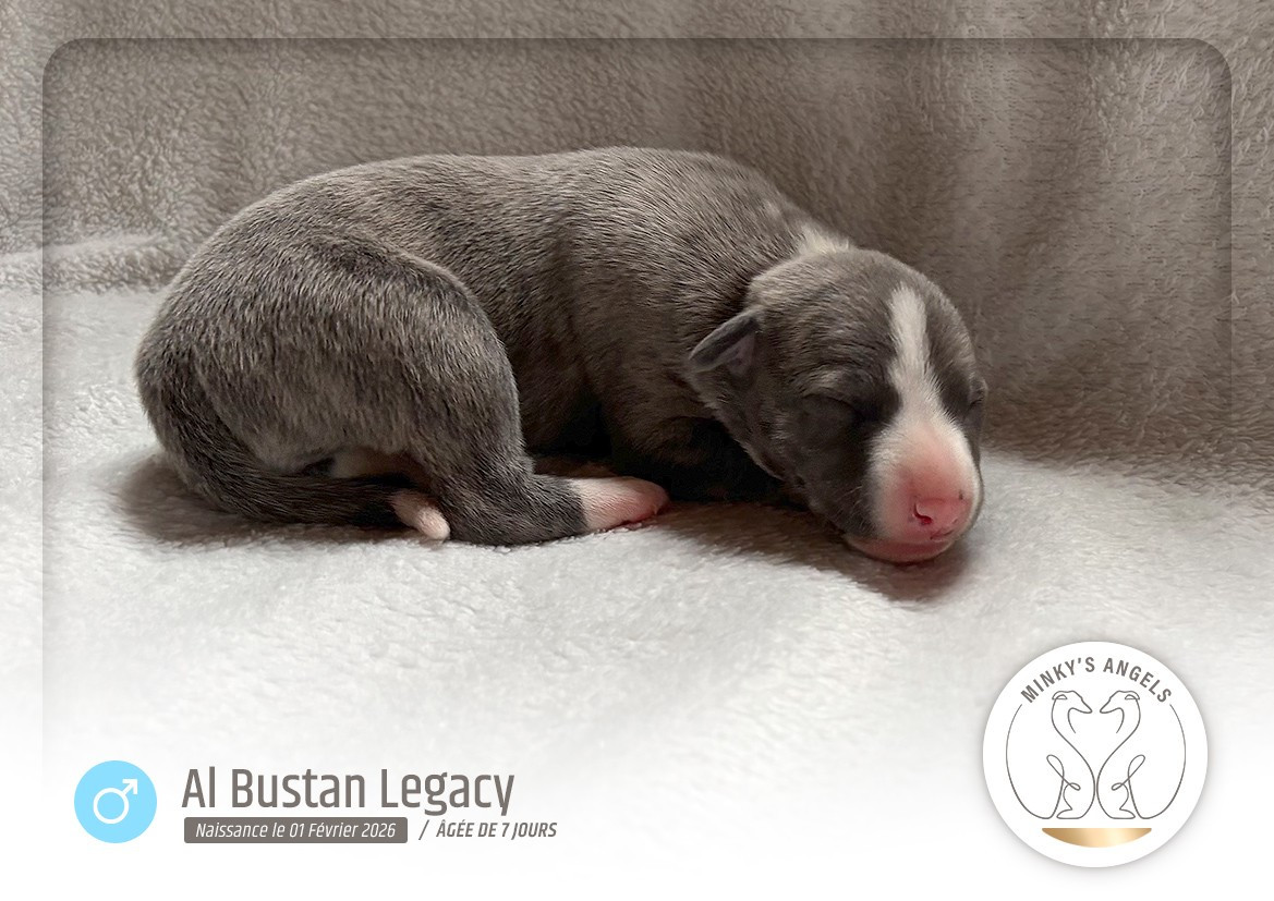 Minky's Angels Bab Bustan Legacy