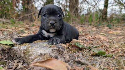 Les chiots de Staffordshire Bull Terrier