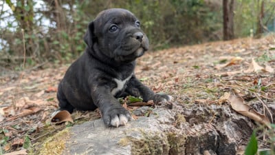 Les chiots de Staffordshire Bull Terrier