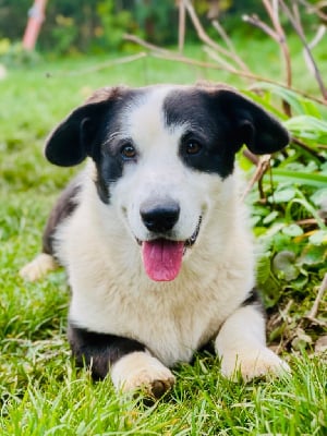 Les chiots de Welsh Corgi Cardigan