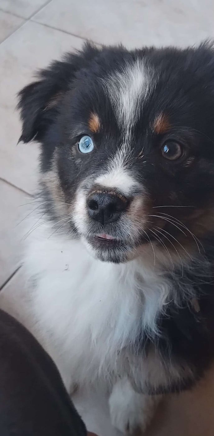 Artefact Char d'Apollon