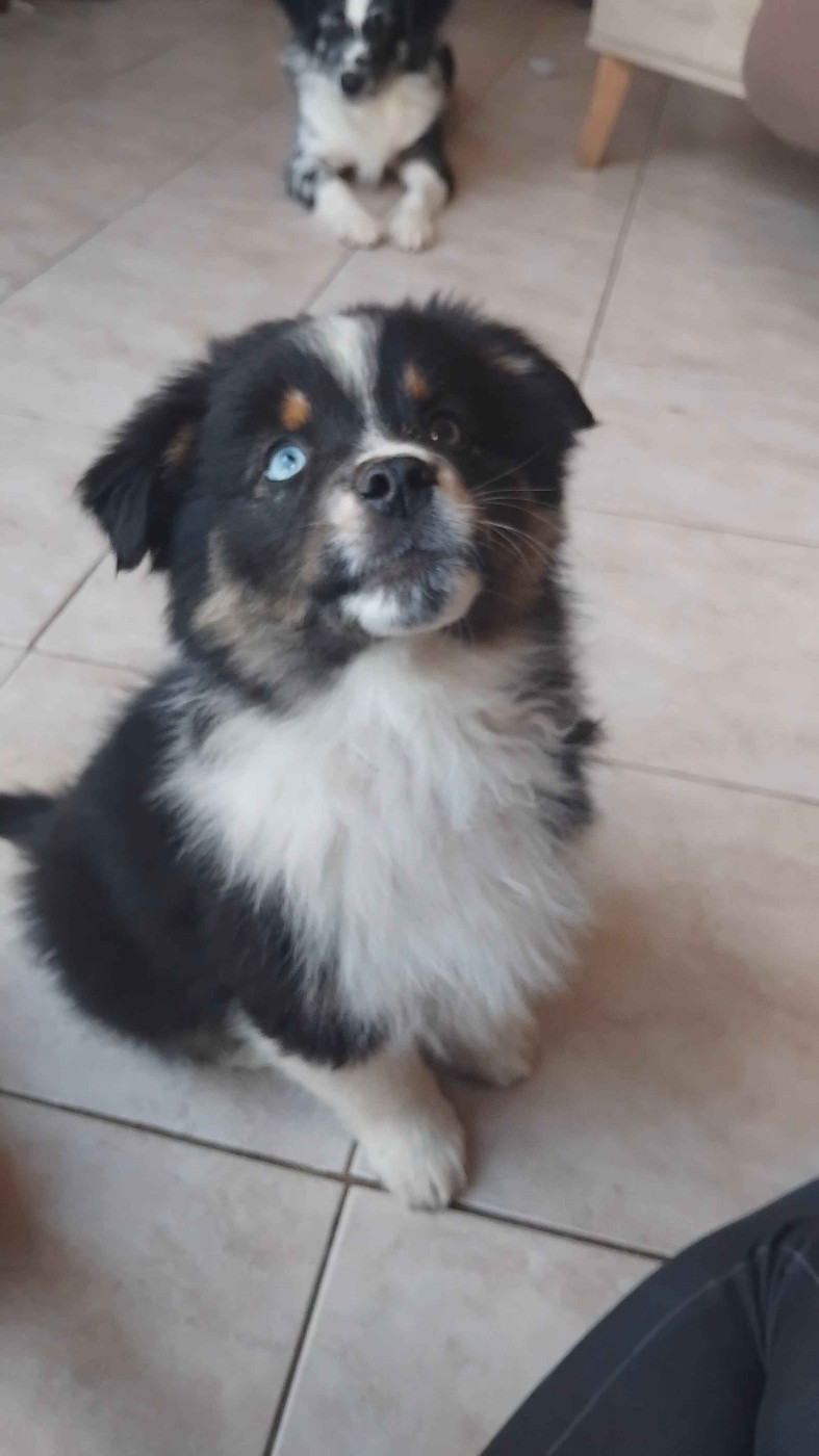 Artefact Char d'Apollon