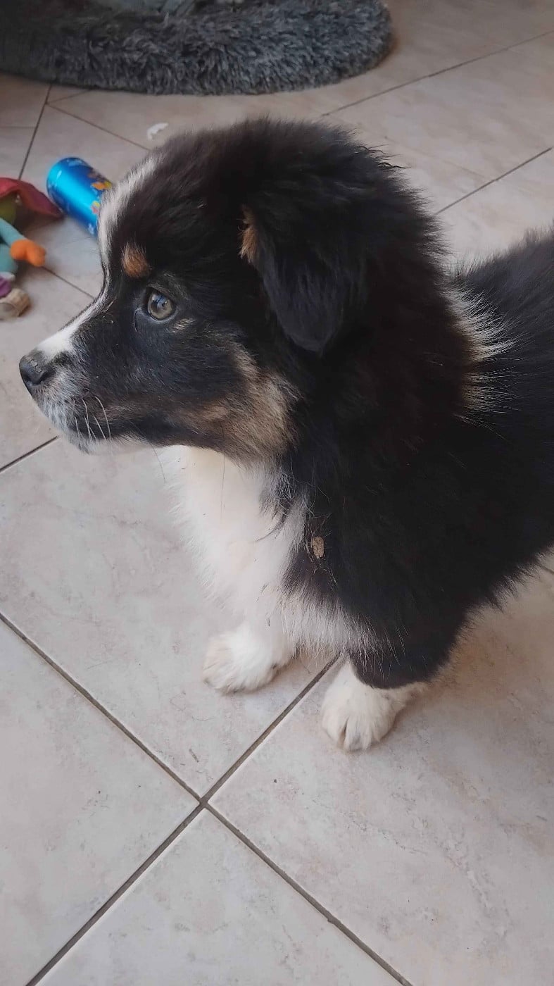 Artefact Char d'Apollon