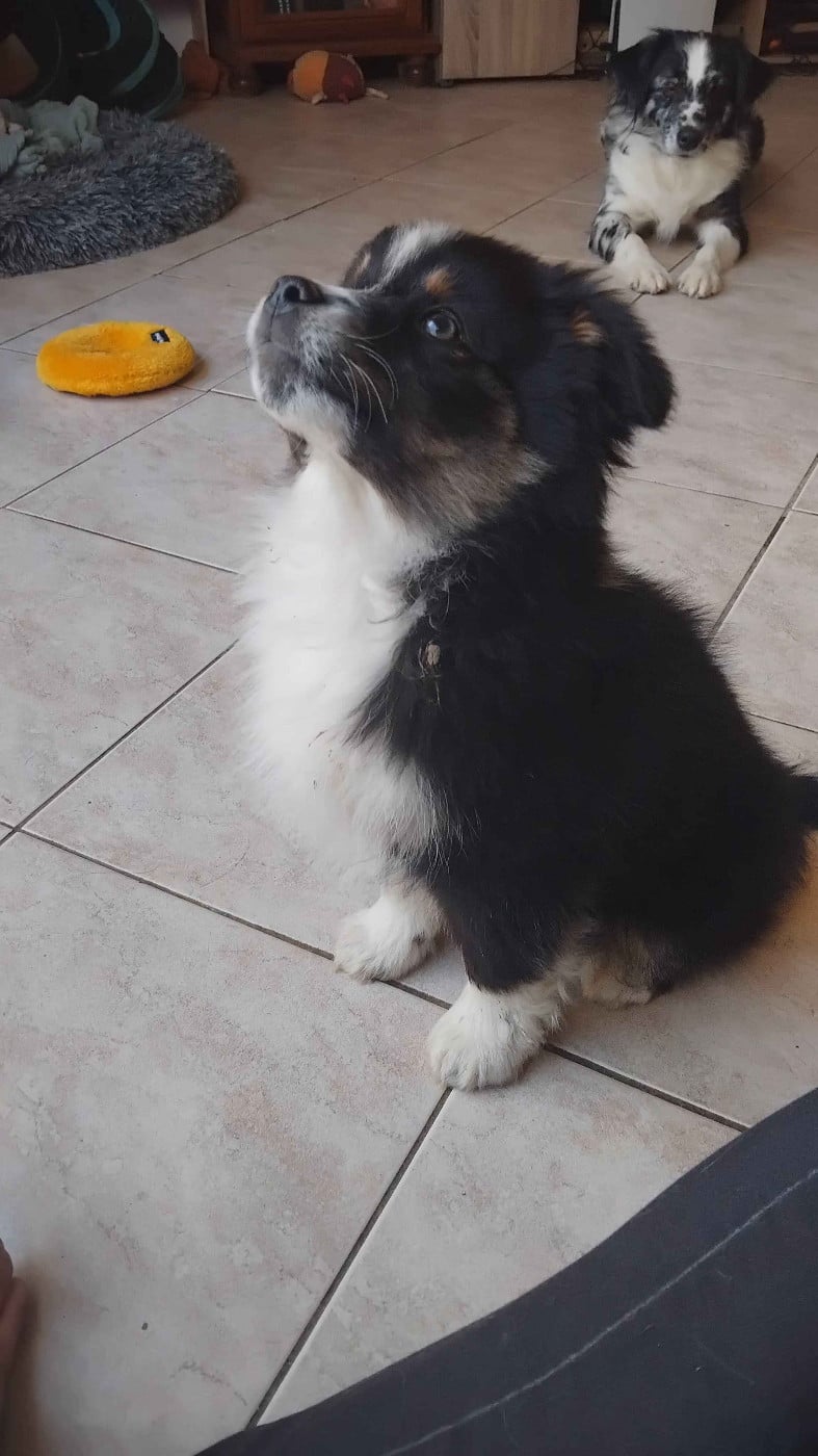 Artefact Char d'Apollon