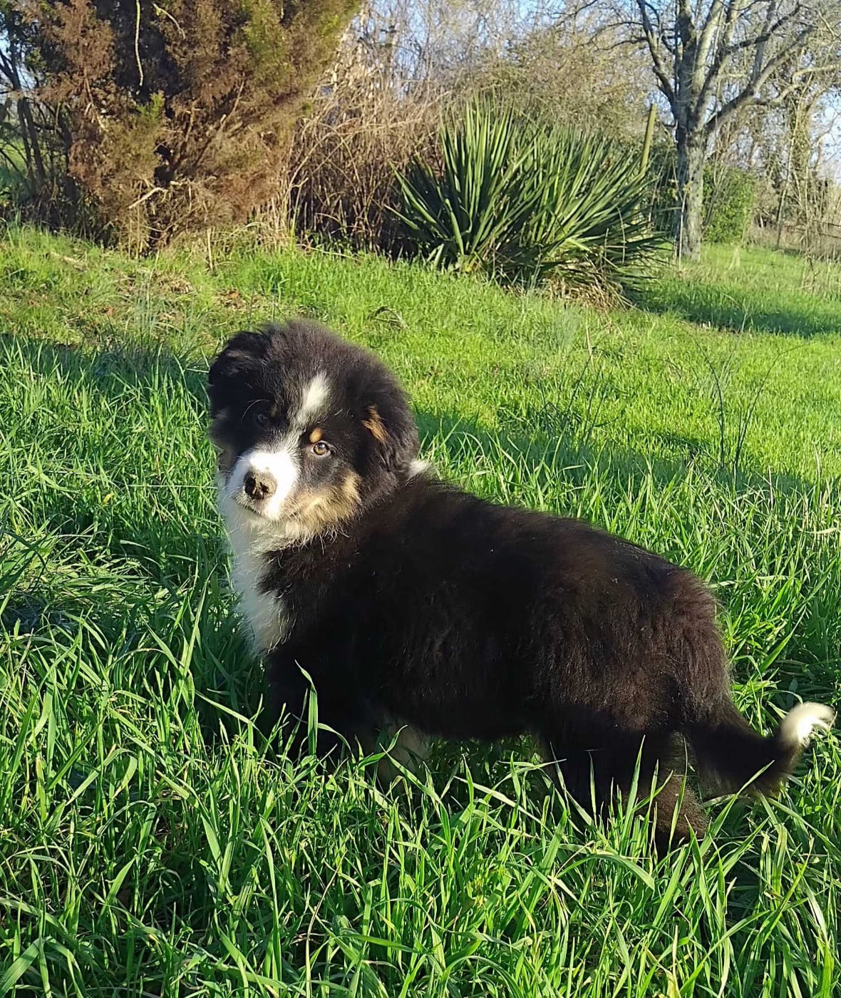 Berger Américain Miniature  - De La Forêt Des Gazelles