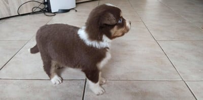 Les chiots de Berger Américain Miniature 