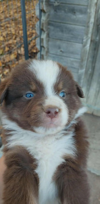 Les chiots de Berger Américain Miniature 