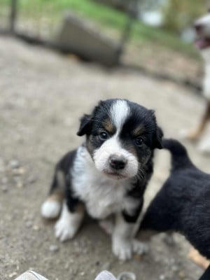 Les chiots de Berger Américain Miniature 