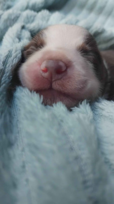 Les chiots de Berger Américain Miniature 