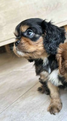 Les chiots de Cavalier King Charles Spaniel
