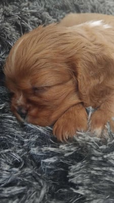 Les chiots de Cavalier King Charles Spaniel