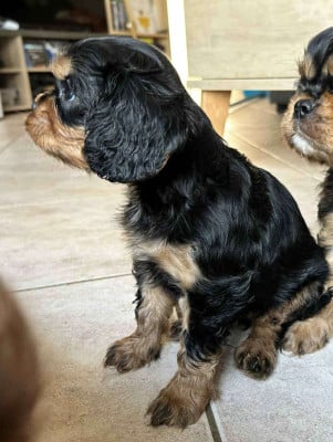 Les chiots de Cavalier King Charles Spaniel