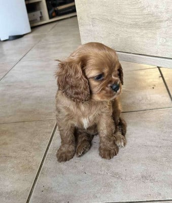 Les chiots de Cavalier King Charles Spaniel