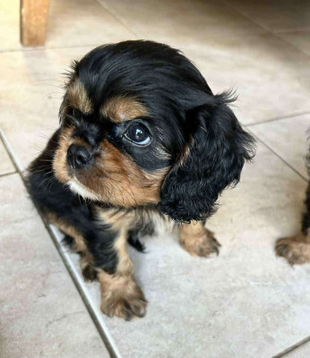 Les chiots de Cavalier King Charles Spaniel