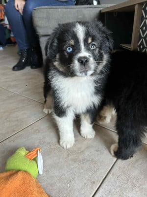 Les chiots de Berger Américain Miniature