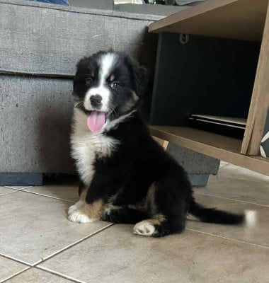 Les chiots de Berger Américain Miniature