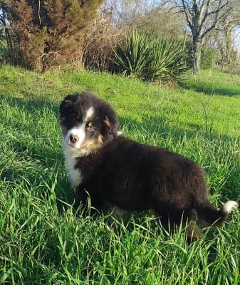 Les chiots de Berger Américain Miniature 