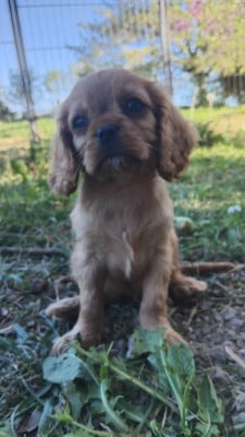 Les chiots de Cavalier King Charles Spaniel