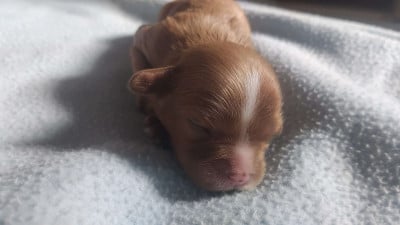Les chiots de Cavalier King Charles Spaniel