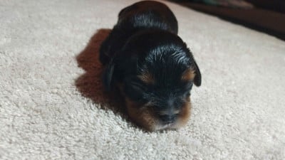 Les chiots de Cavalier King Charles Spaniel