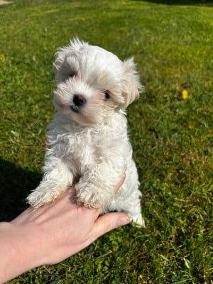 Les chiots de Bichon maltais