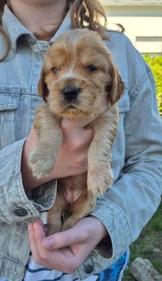 Cocker Spaniel Anglais