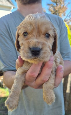 mâle collier orange - Cocker Spaniel Anglais