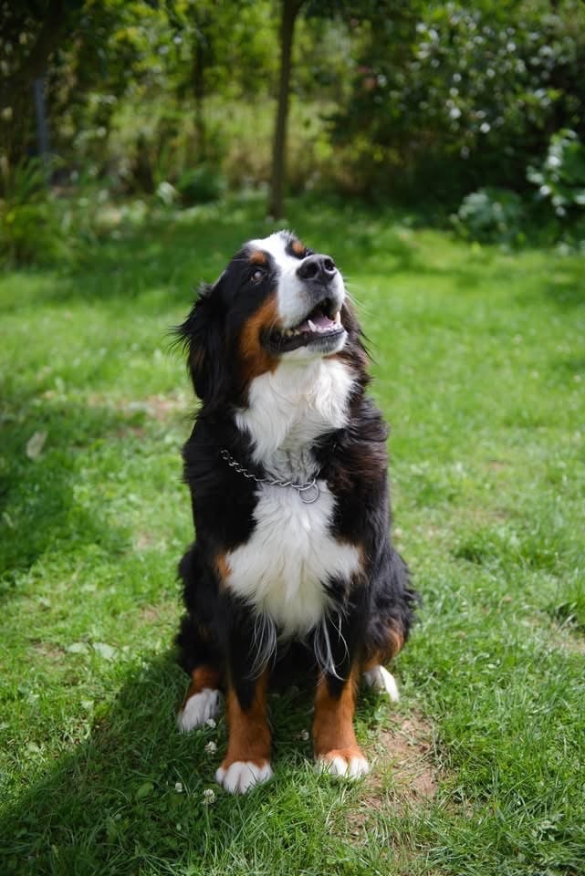 Taïga monts d’arcadie