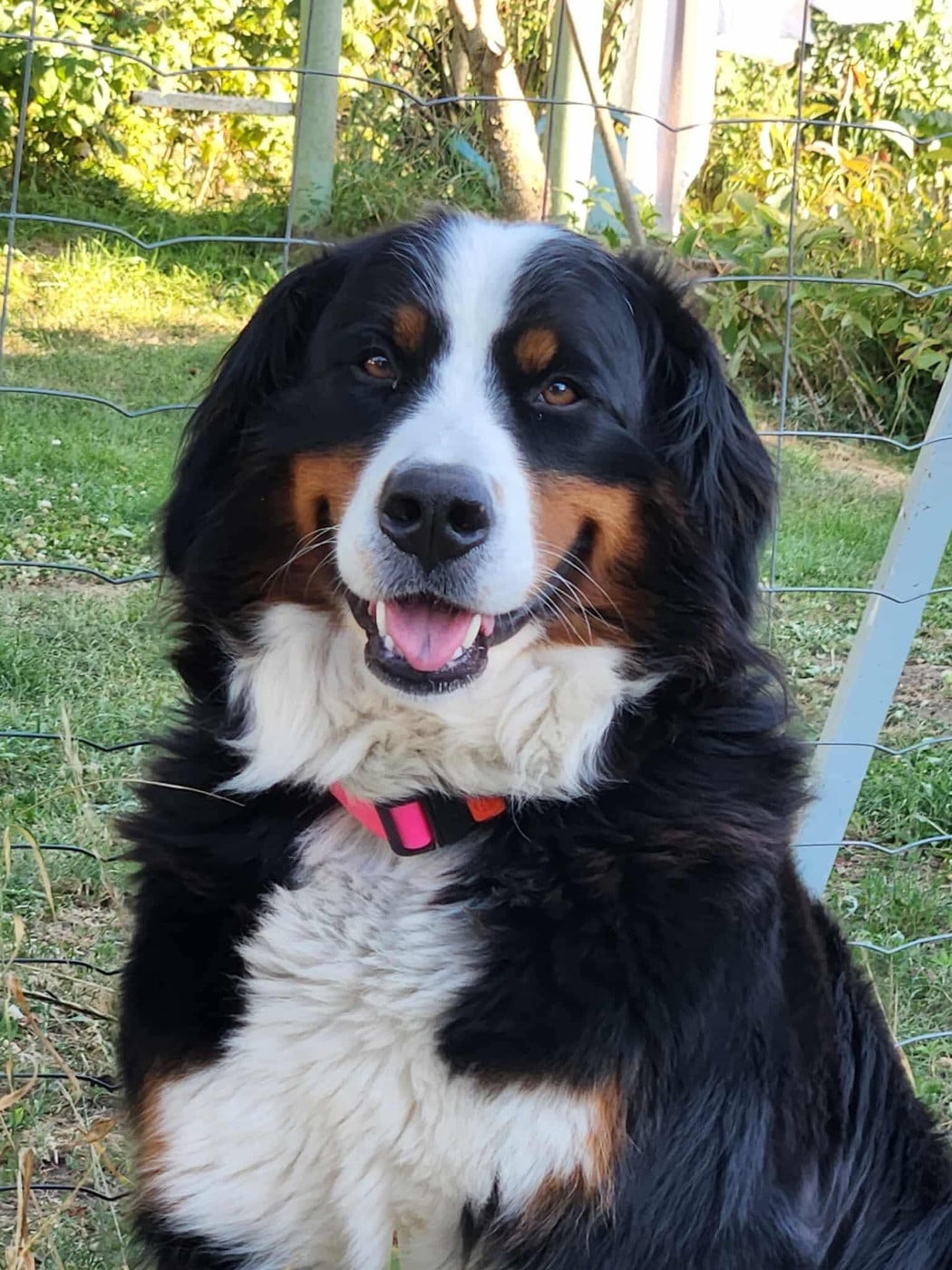 Taïga monts d’arcadie