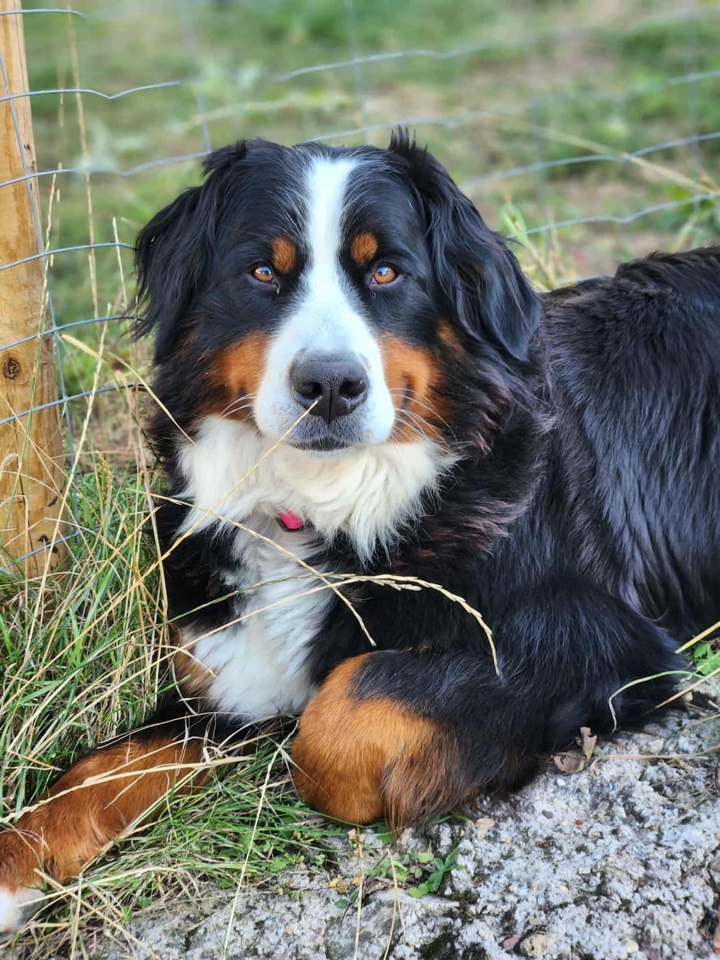 Taïga monts d’arcadie