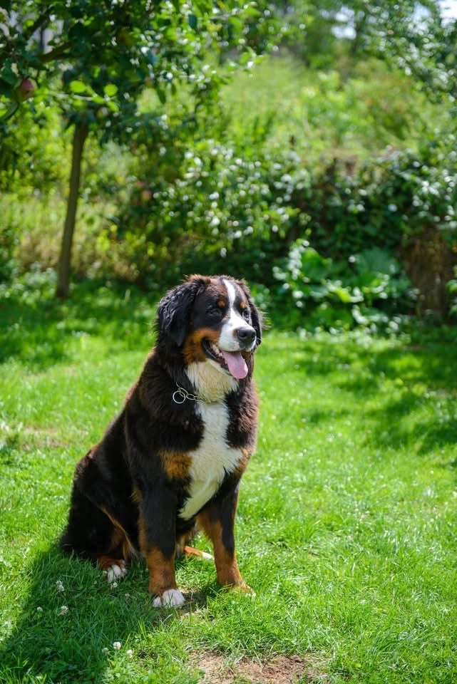 Vanille des  Petits Cailloux De La Klentsch