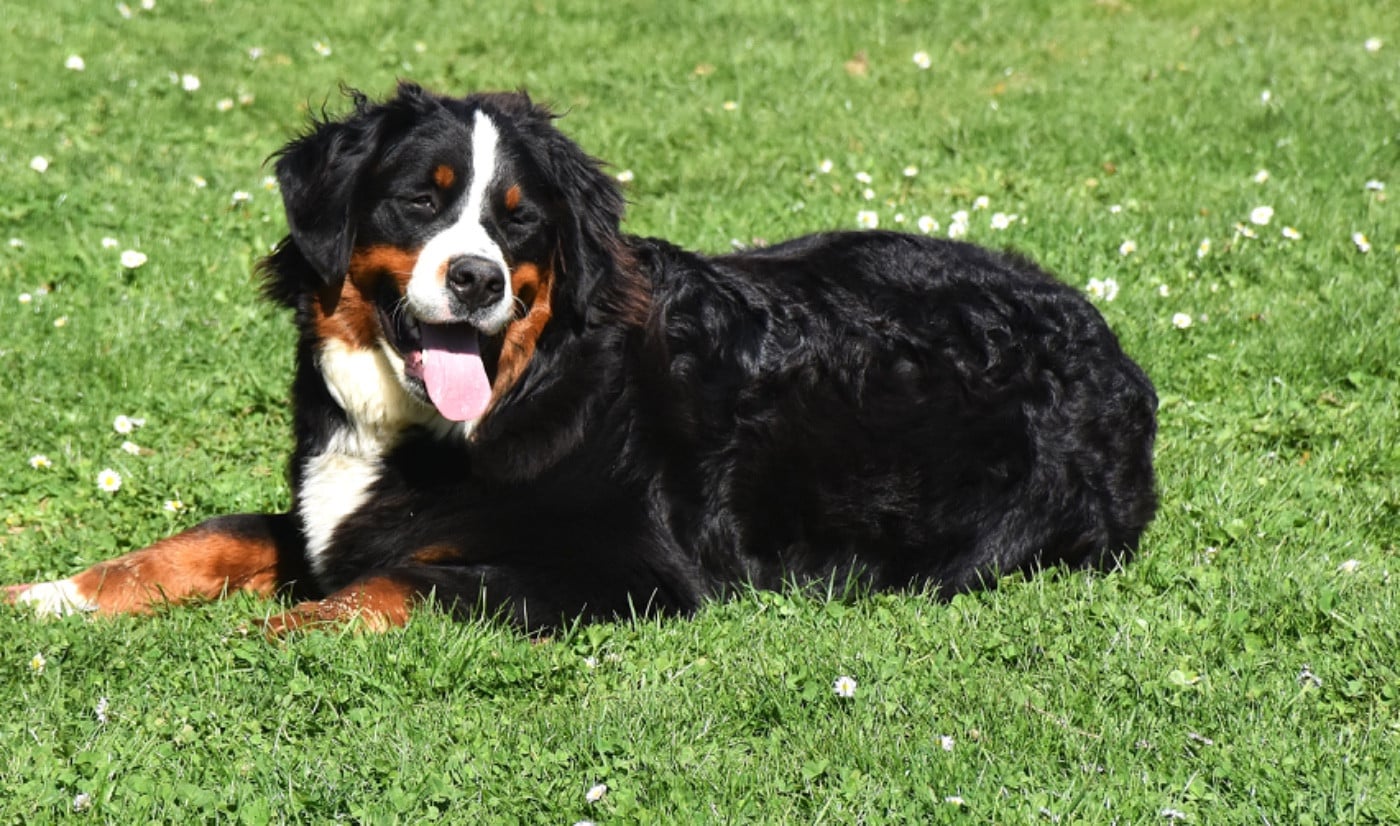 Vanille des  Petits Cailloux De La Klentsch