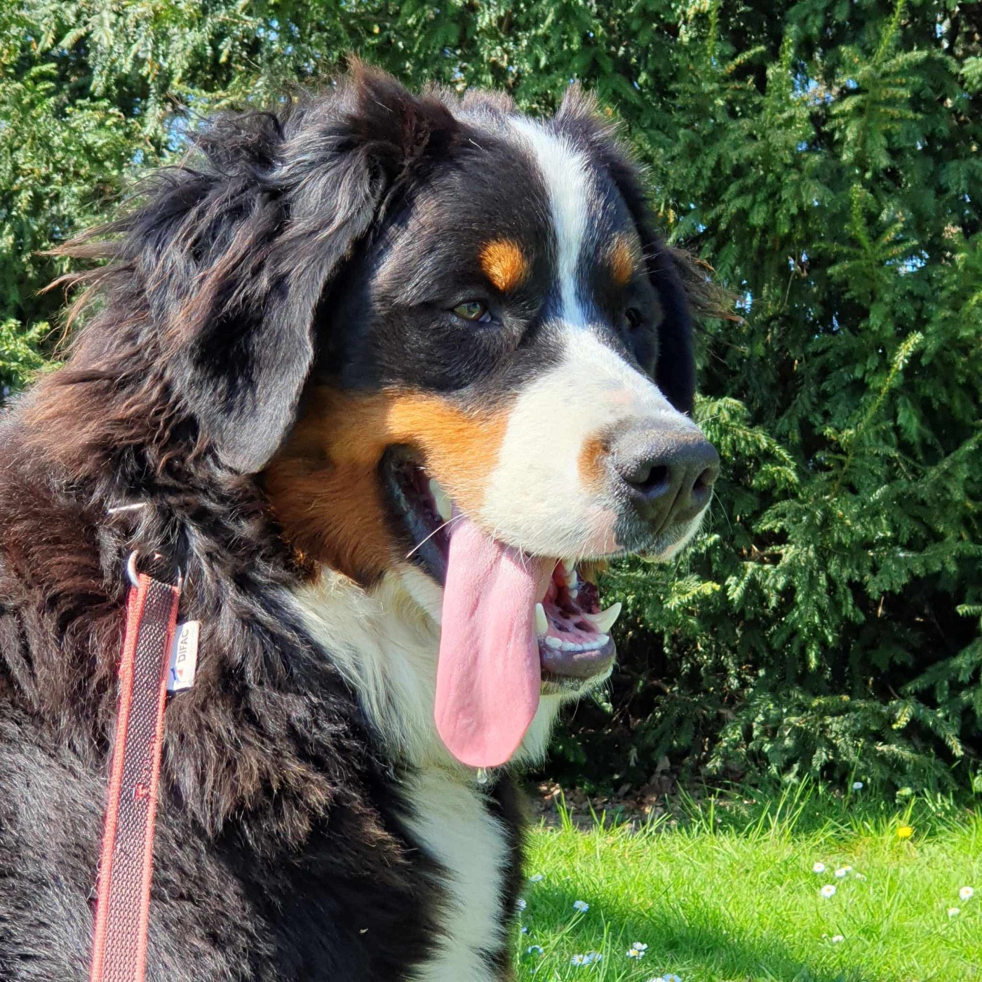 Vanille des  Petits Cailloux De La Klentsch