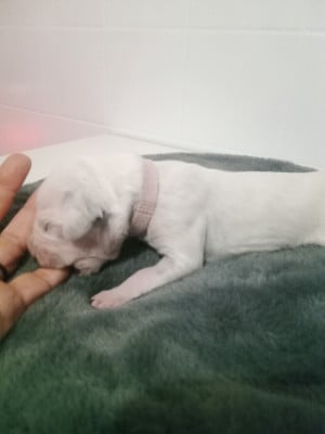 Les chiots de Dalmatien