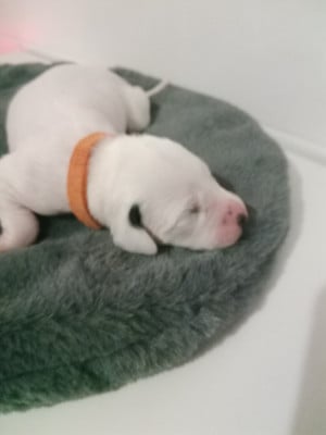 Les chiots de Dalmatien