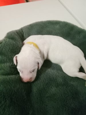 Les chiots de Dalmatien