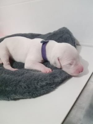 Les chiots de Dalmatien