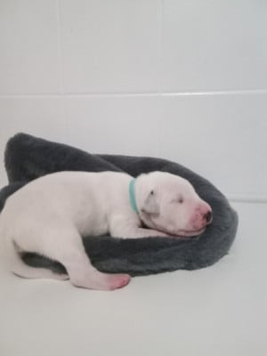 Les chiots de Dalmatien