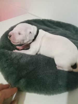 Les chiots de Dalmatien