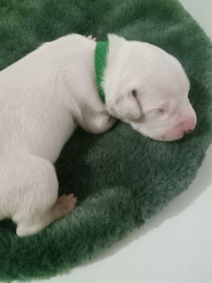 Les chiots de Dalmatien