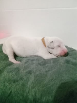 Les chiots de Dalmatien