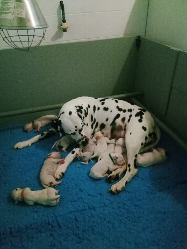 Dalmatien - Des Dalmas Du Lac