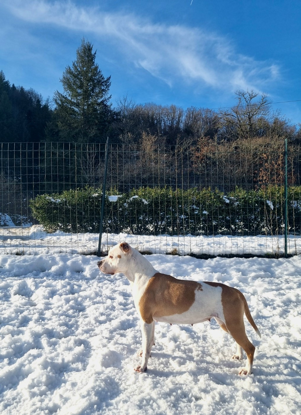 Shelby Revenge Of The Gladiator's