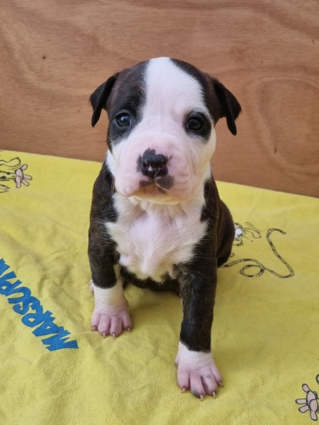 CHIOT 4