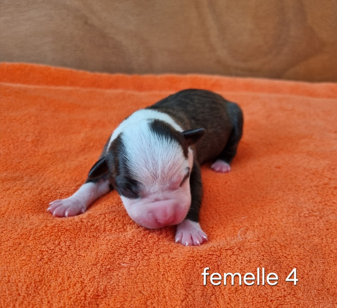 CHIOT 4
