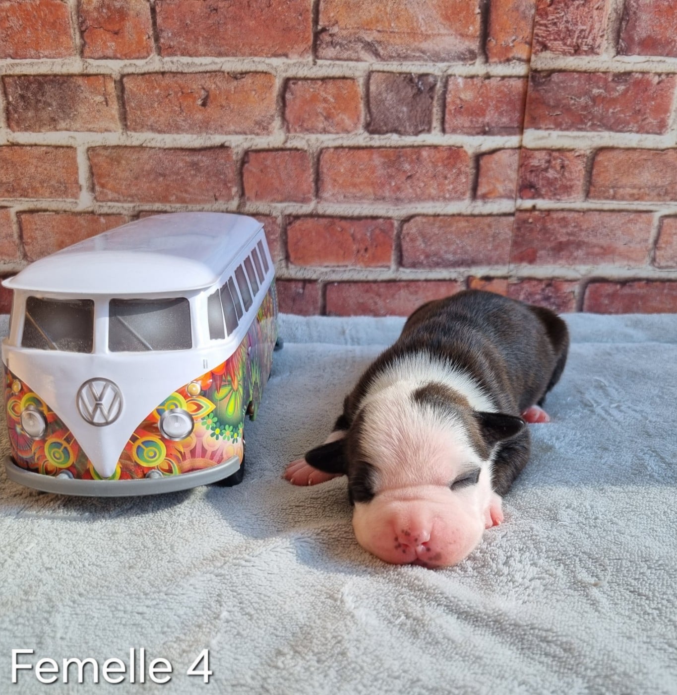 CHIOT 4